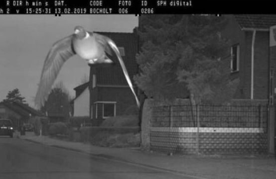 Bay vèo qua camera bắn tốc độ, chim bồ câu Đức bị phạt nguội 25 euro