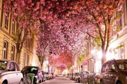 Con đường được ‘nhuộm hồng’ sắc hoa anh đào ở Đức