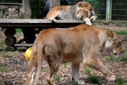 Động vật trốn khỏi sở thú ở Đức và bị bắt lại tại Lünebach