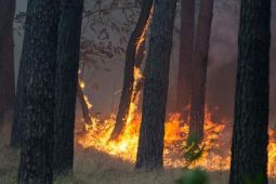Cháy rừng trên diện rộng gần Potsdam