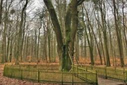 Cây sồi trong rừng ở Đức 'mai mối' cho 100 đôi uyên ương
