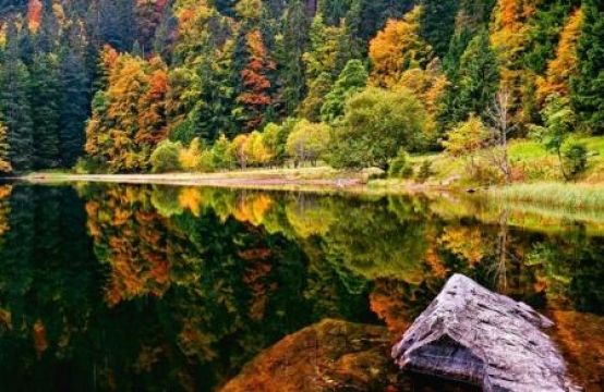 Khám phá rừng Đen vẻ đẹp đầy bí ẩn của nước Đức