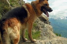 Chó Berger Đức, giống chó thông minh và trung thành