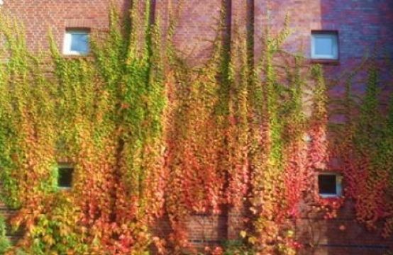 Những ngôi nhà khoác áo lá đỏ ở Đức
