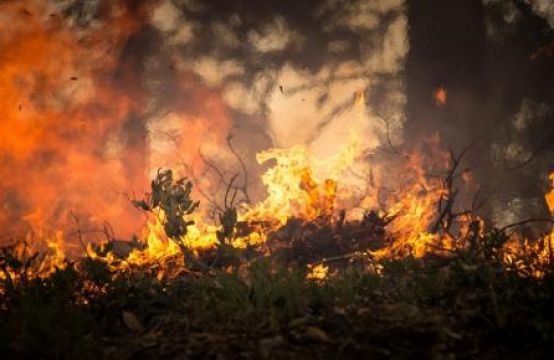 Nắng nóng gây cháy rừng tại Đức
