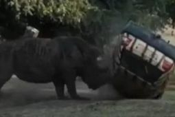 Tê giác húc ôtô lộn nhào nhiều vòng trong công viên Đức