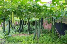 Gia đình Việt làm “vườn – ao – chuồng” tại Đức