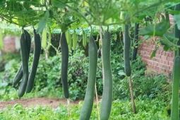 Khu vườn đủ loại rau xanh của nữ Việt kiều Đức
