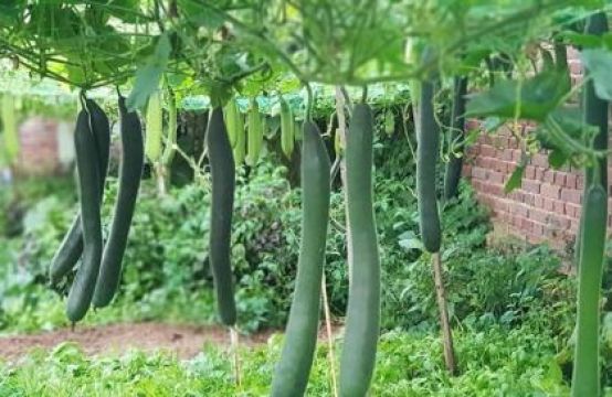 Khu vườn đủ loại rau xanh của nữ Việt kiều Đức
