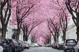 Mê mẩn mùa hoa anh đào ở Bonn – Thủ đô xinh đẹp của nước Đức
