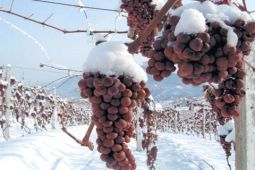 Đặc sản rượu vang tuyết của Đức có thể trở thành “hàng hiếm”