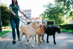 Quy định phải dắt chó đi dạo 2 lần/ngày ở Đức khiến người dân bối rối