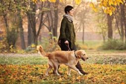 Dự luật mới buộc người nuôi ở Đức dắt chó đi dạo 2 lần/ngày