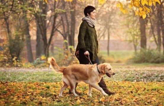 Dự luật mới buộc người nuôi ở Đức dắt chó đi dạo 2 lần/ngày