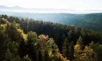 Rừng Đen – Khu rừng chứa kho báu của tương lai, bí mật của nền công nghiệp tỷ đô