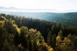 Rừng Đen – Khu rừng chứa kho báu của tương lai, bí mật của nền công nghiệp tỷ đô