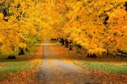 6 địa điểm ngắm lá vàng mùa thu thơ mộng tại Đức